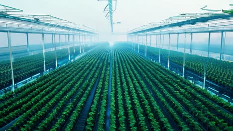 rows of green plants growing inside a large greenhouse