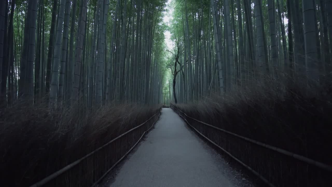 Der Bambuswald in Arashiyama, Kyoto, Japan, bei Sonnenaufgang ohne Touristen aufgenommen