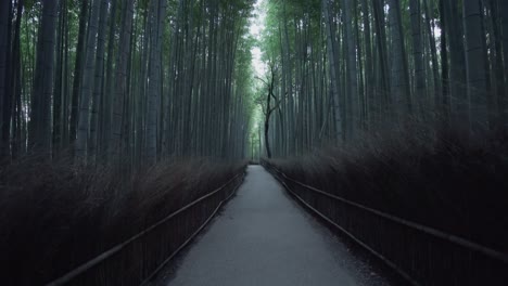 the bamboo forest in arashiyama, kyoto japan without tourists taken at sunrise