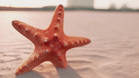 starfish-on-the-sity-beach