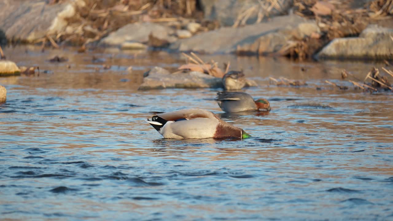 Foraging Mallard And Eurasian Teal Ducks On The Stream In Yangjae, Seoul, South Korea