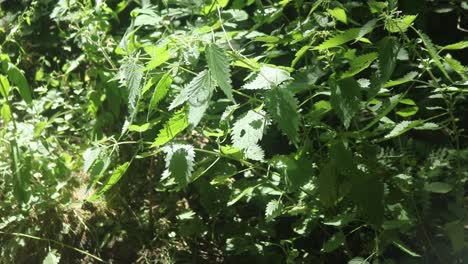 wild nettle plants swaying in the breeze on a sunny day