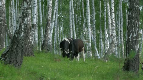 cows grazing in a birch forest