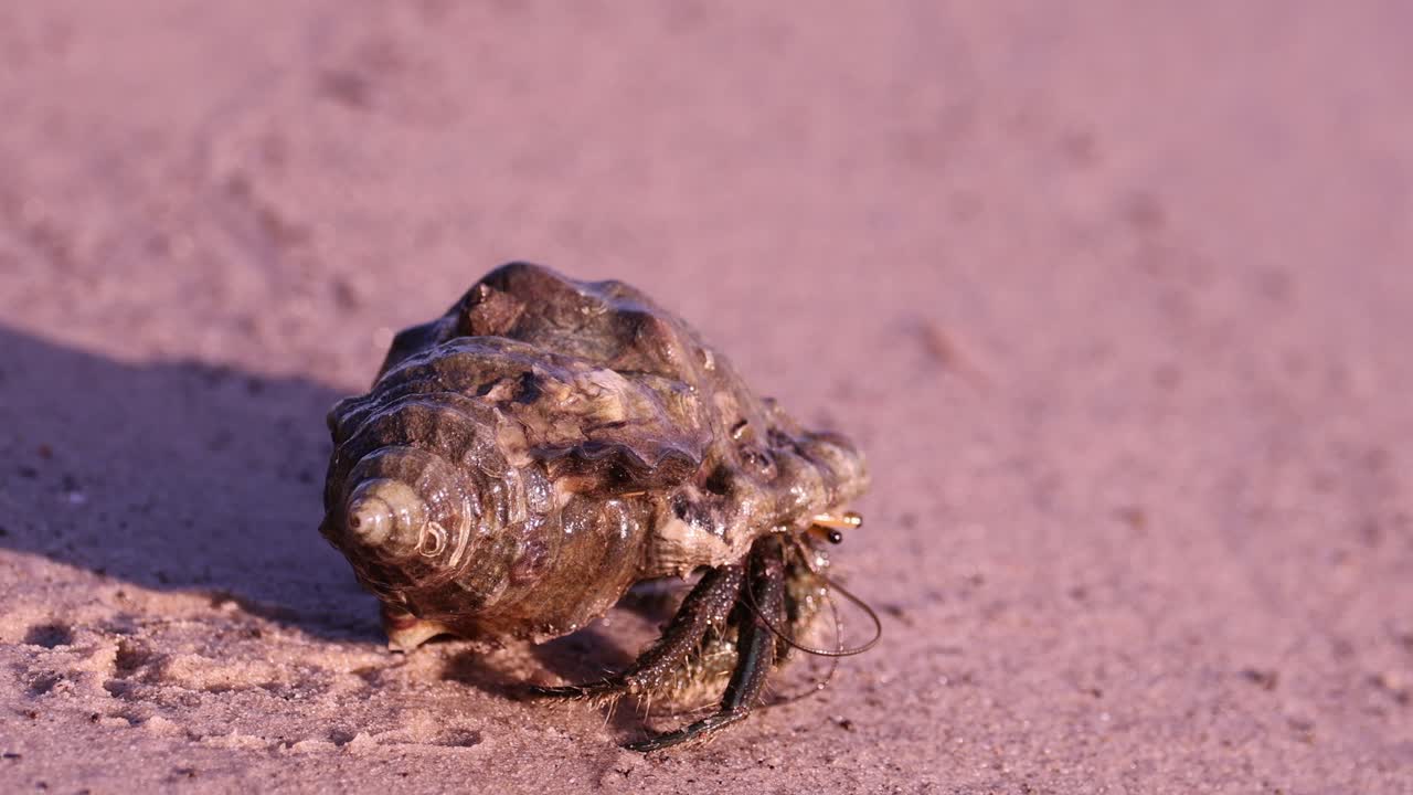 краб-отшельник медленно движется по песчаной поверхности