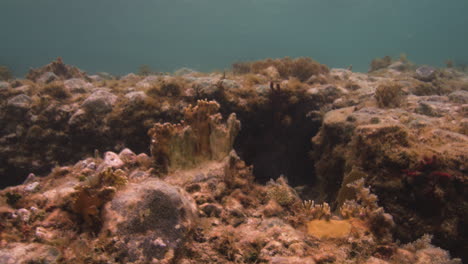 Vista-De-Trinchera-Natural-Bajo-El-Agua-Con-Arrecifes-De-Coral-Moribundos-En-La-Costa-De-San-Juan,-Nosotros,-Islas-Vírgenes