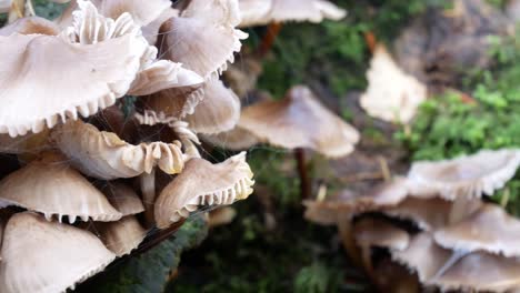 Autumn-forest-mushroom-growth-on-decomposed-woodland-tree-trunk-close-up-dolly-left