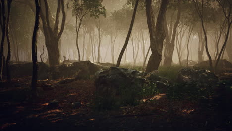magic dark autumn forest scenery with rays of warm light