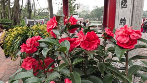 flores rojas floreciendo en un jardín de hanoi