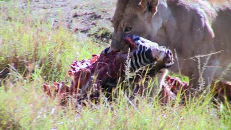 A-big-cat-eats-prey-on-the-African-savannah-1