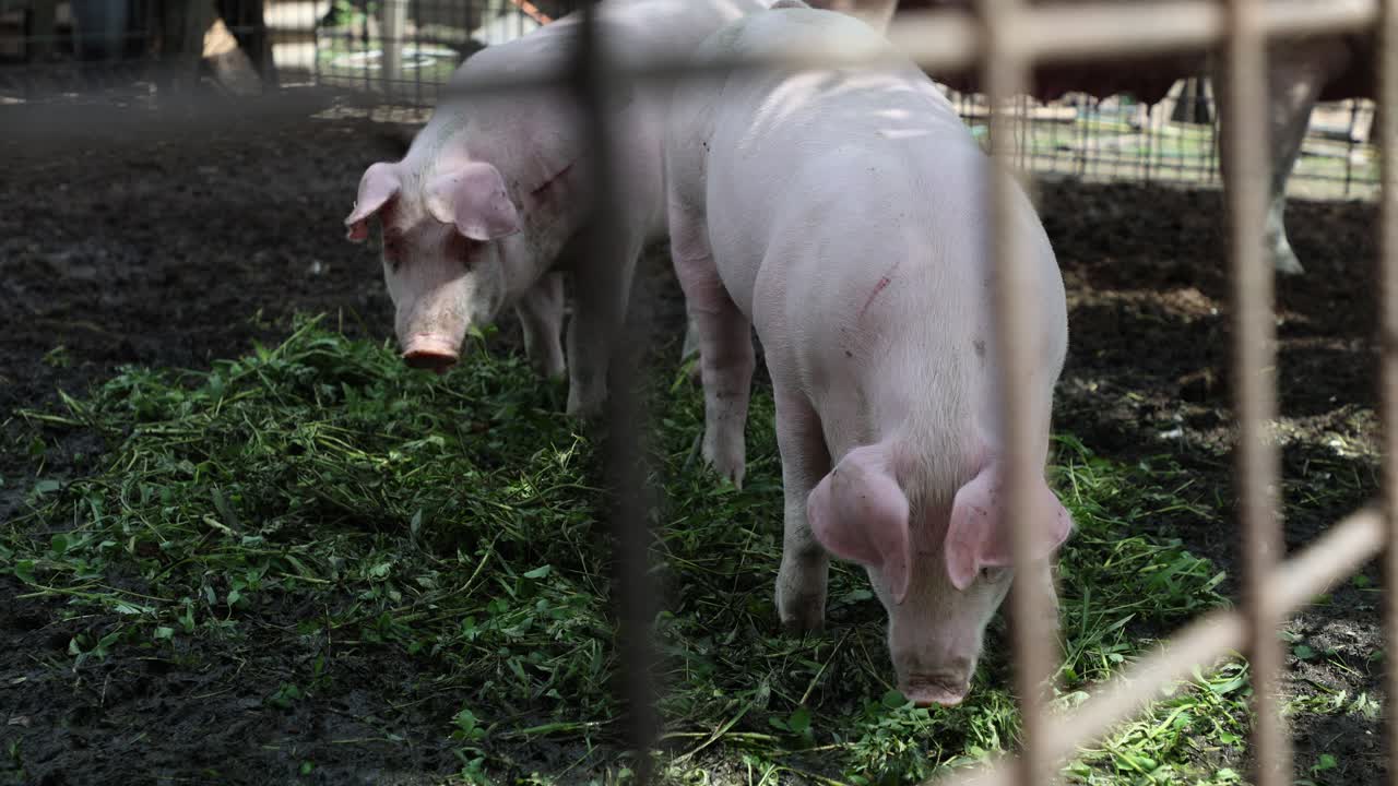 농장의 돼지집에서 돼지들의 삶