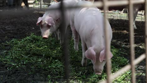 the life of pigs in a piggery on a farm