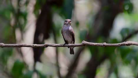 El-Papamoscas-Marrón-Asiático-Es-Un-Pequeño-Pájaro-Paseriforme-Que-Se-Reproduce-En-Japón,-Himalaya-Y-Siberia