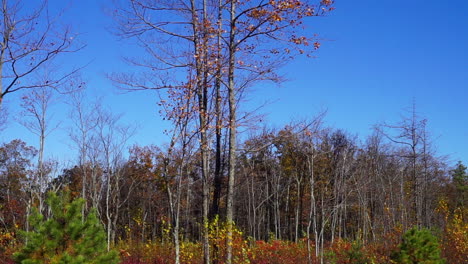 Shadows of a wind turbine's blades streak across a stand of trees