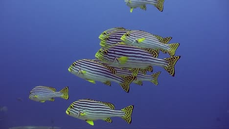 yellow banded sweetlips swimming over corals with deep blue background