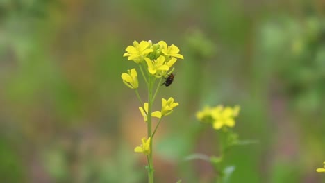 Statische-Nahaufnahme-Einer-Senfpflanze-Mit-Einer-Fliege-Darauf-Und-Unscharfem-Hintergrund