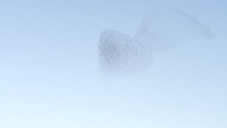 starling murmuration against sunny sky. low angle