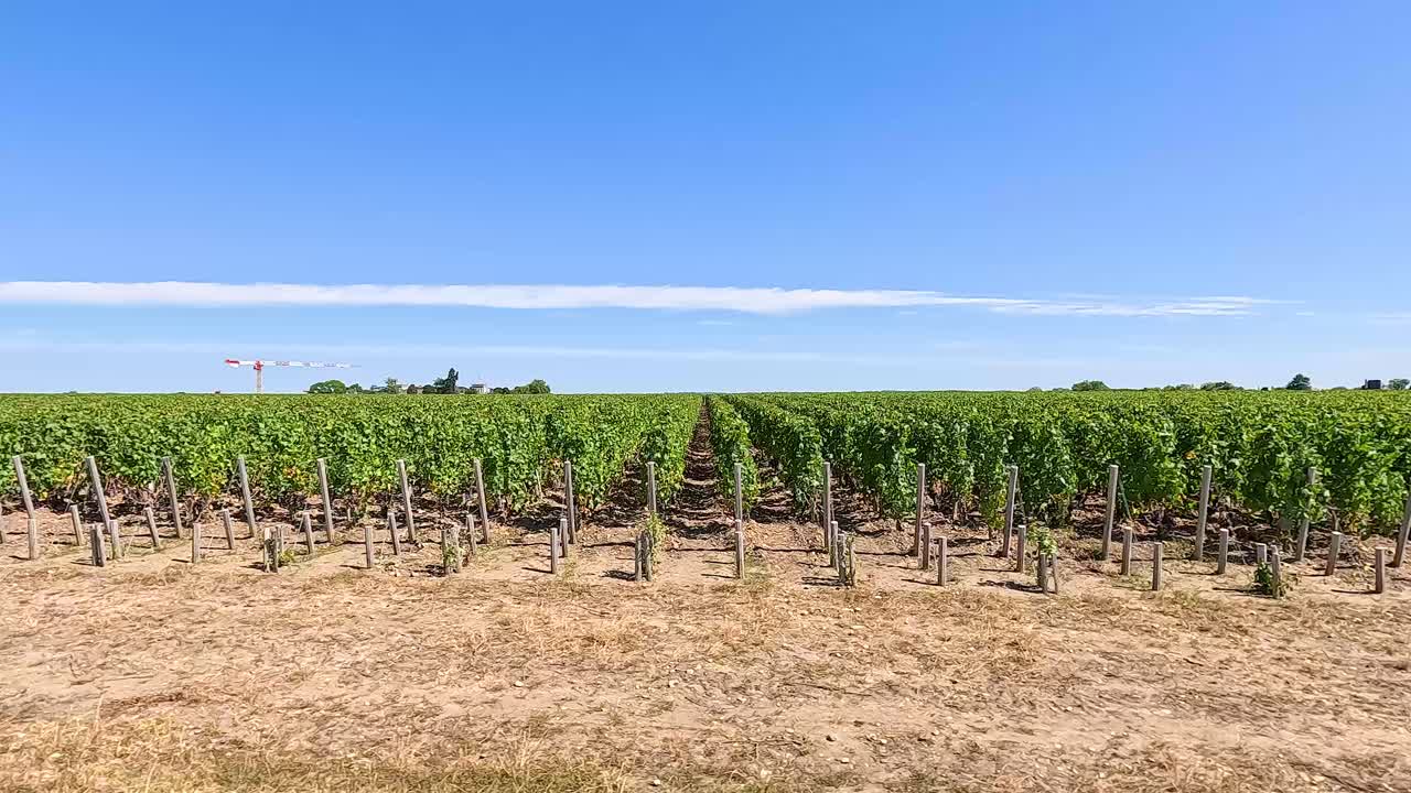 un coche conduce a través de un viñedo en francia