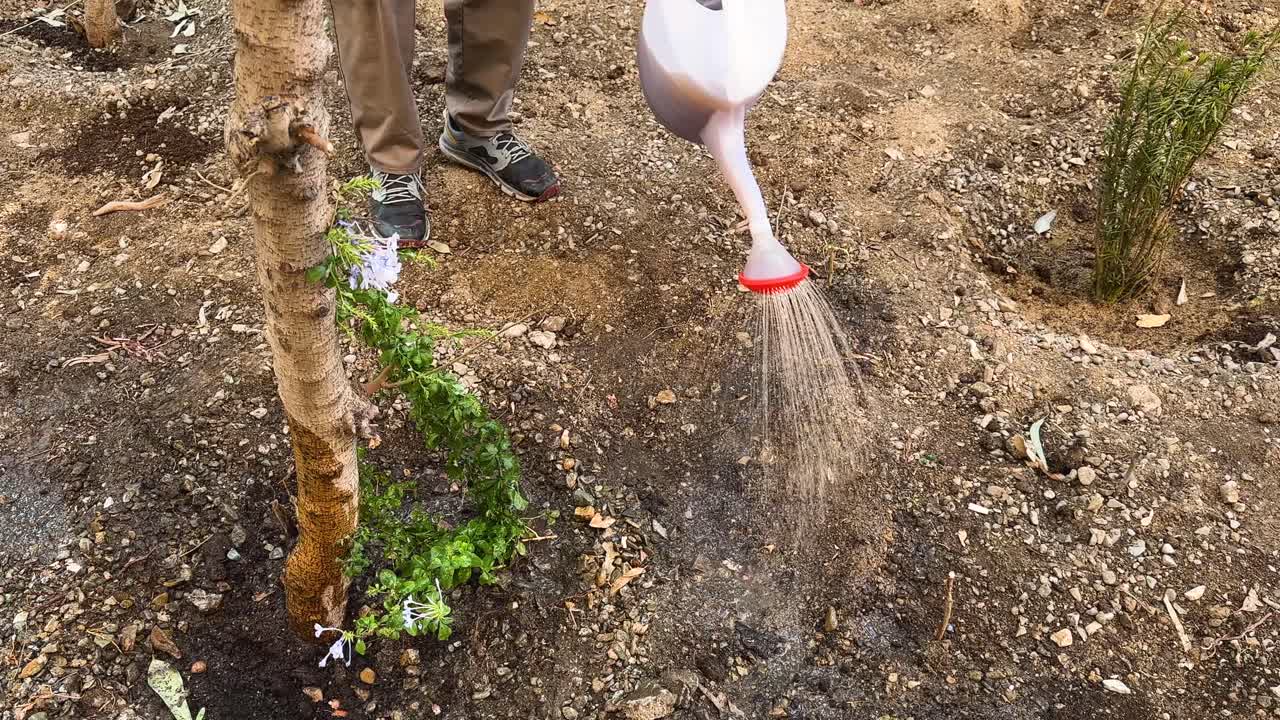 Young farmer watering sapling tree in Tehran orchard Traditional gardening care Fresh soil irrigation eco-friendly farming Urban agriculture growth Natural outdoor landscape for healthy environment