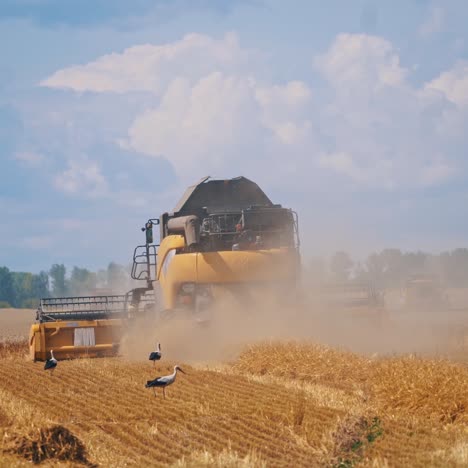 Backside view of modern combine harvesting crop. Storks searching for food after the harvester machine on the wheat field. Dust on the field at agricultural works.