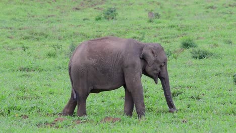 Die-Asiatischen-Elefanten-Sind-Vom-Aussterben-Bedroht-Und-Sie-Sind-Auch-In-Thailand-Beheimatet