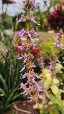 close-up of purple flowers