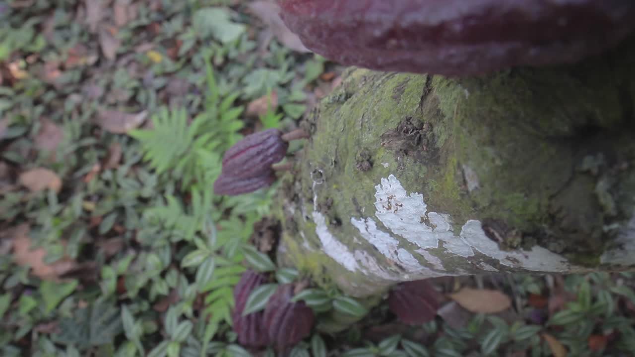 grupo de frutos rojos de cacao colgando de un árbol