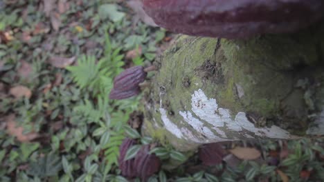 Gruppe-Von-Roten-Kakaofrüchten,-Die-An-Einem-Baum-Hängen