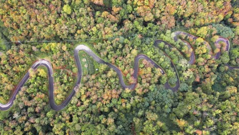 aerial drone view of cars - vans driving on a curvy forest road through an idyllic autumn forest with stunning fall colors - 4k italy