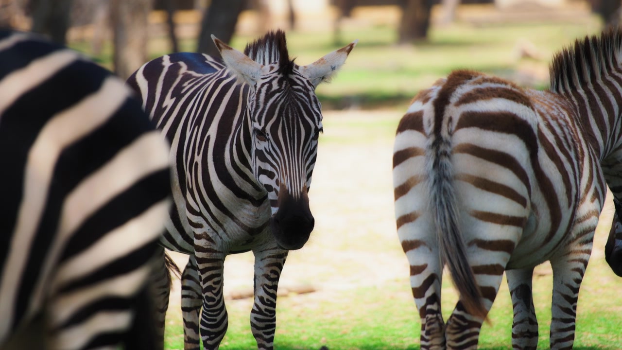 Mandria al pascolo di zebre di Grant