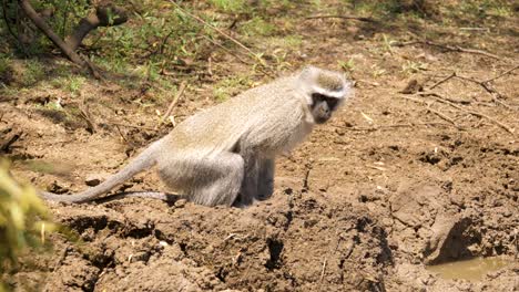 an adult male velvet monkey pushes a young female to the ground to mate with her