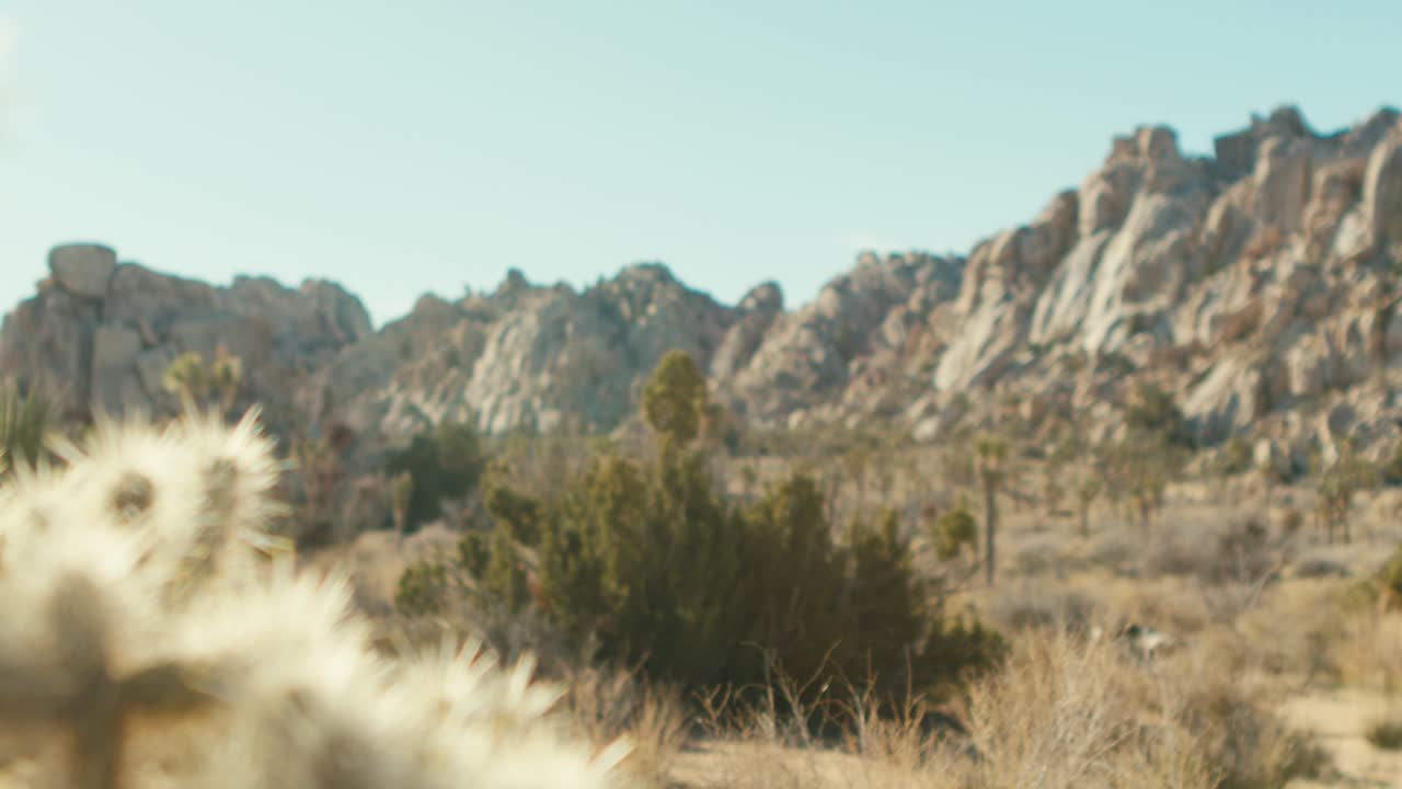 cactus, plantas y montañas en el desierto