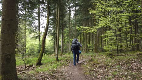 male hiker with a big backpack on a narrow forest path while hiking the popular long-distance trail westweg through the black forest in southern germany