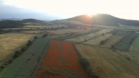 Vistas-Aéreas-De-Un-Campo-De-Flores