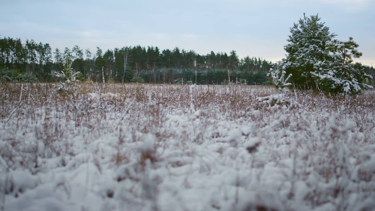 plantas congeladas que cubren la nieve sobre el fondo del bosque. primer plano de hierba cubierta de nieve.