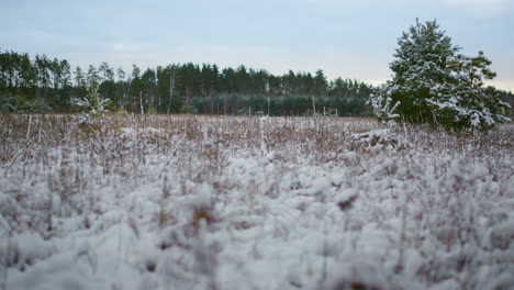 Gefrorene-Pflanzen-Bedecken-Schnee-Auf-Waldhintergrund.-Nahaufnahme-Von-Schneebedecktem-Gras.