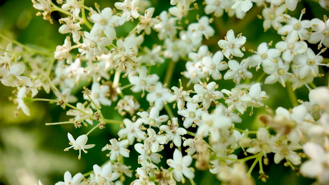 Beautiful White Elder Flowers (Sambucus Nigra) Blooming Naturally in Spring Sunlight
