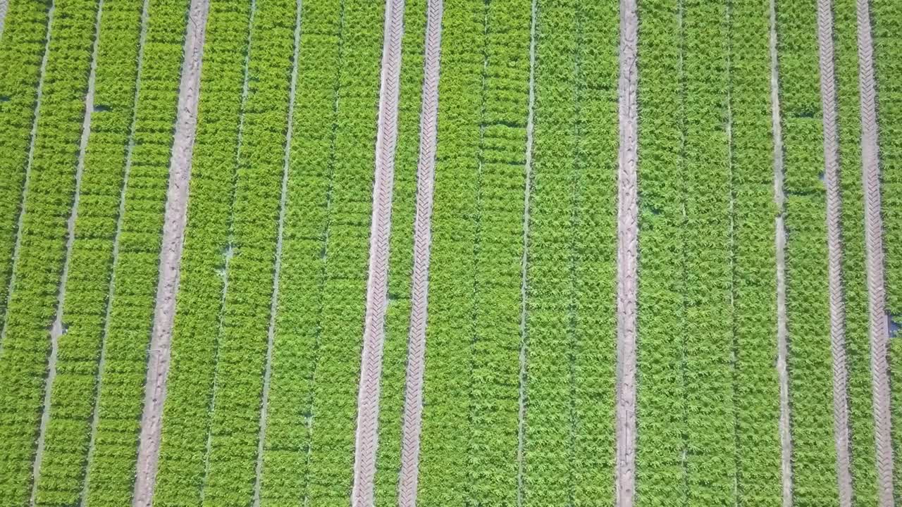 imágenes aéreas de un campo de cultivo de lechuga en españa europa drone verduras verdes