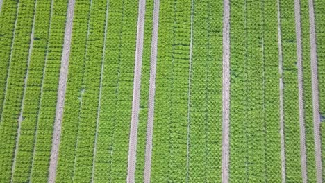 Imágenes-Aéreas-De-Un-Campo-De-Cultivo-De-Lechuga-En-España-Europa-Drone-Verduras-Verdes