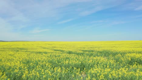 aerial low pass over a vast canola field in canada