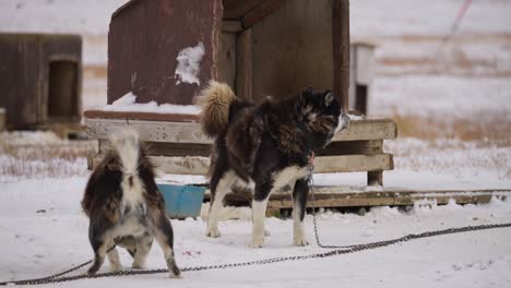 dark huskies eating with ravens nearby