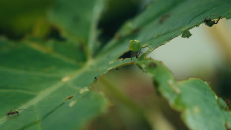 ant on a leaf