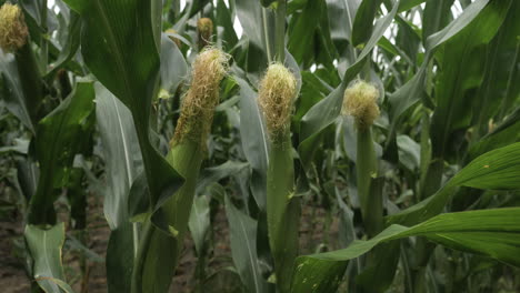 Drei-Maisstängel-Auf-Einem-Feld,-Nachdem-Sie-Bewässert-Wurden