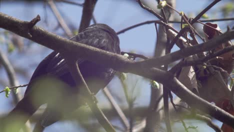 Zeitlupe-Nahaufnahme-Einer-Jungen-Amsel,-Die-Auf-Einem-Ast-Sitzt,-Der-Sich-Im-Wind-Bewegt