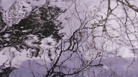 Una-Cámara-Lenta-De-Ondas-De-Agua-Con-Un-Reflejo-De-árbol-En-Devon,-Reino-Unido