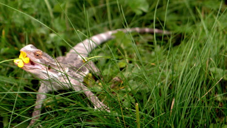 bearded dragon eating a buttercup on the grass