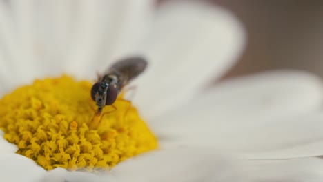 Hover-fly-feeding-on-eating-pollen-nectar-from-a-white-and-yellow-daisy