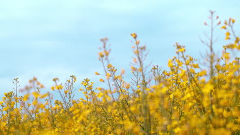A-camera-pan-in-the-middle-of-a-rapeseed-field-in-germany