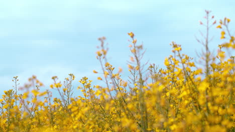 Ein-Kameraschwenk-Mitten-In-Einem-Rapsfeld-In-Deutschland