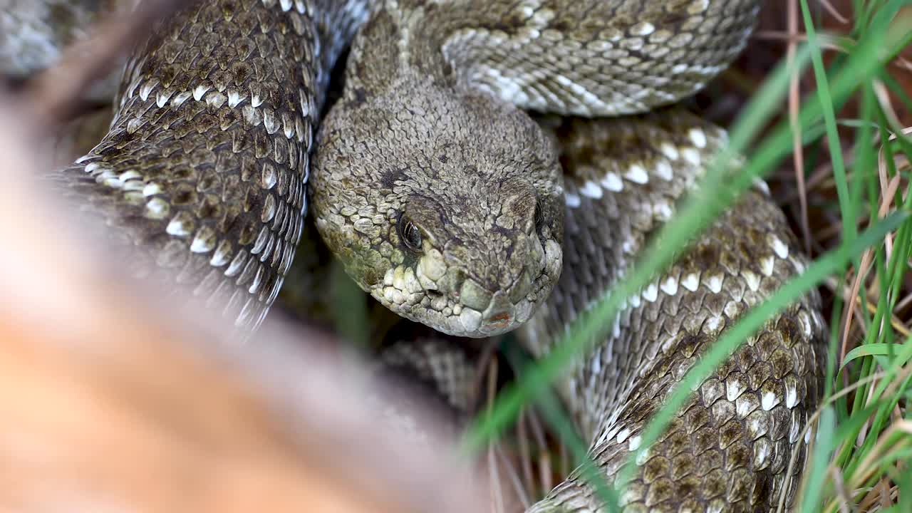 Closeup static video of a Western Diamondback Rattlesnake Crotalus atrox