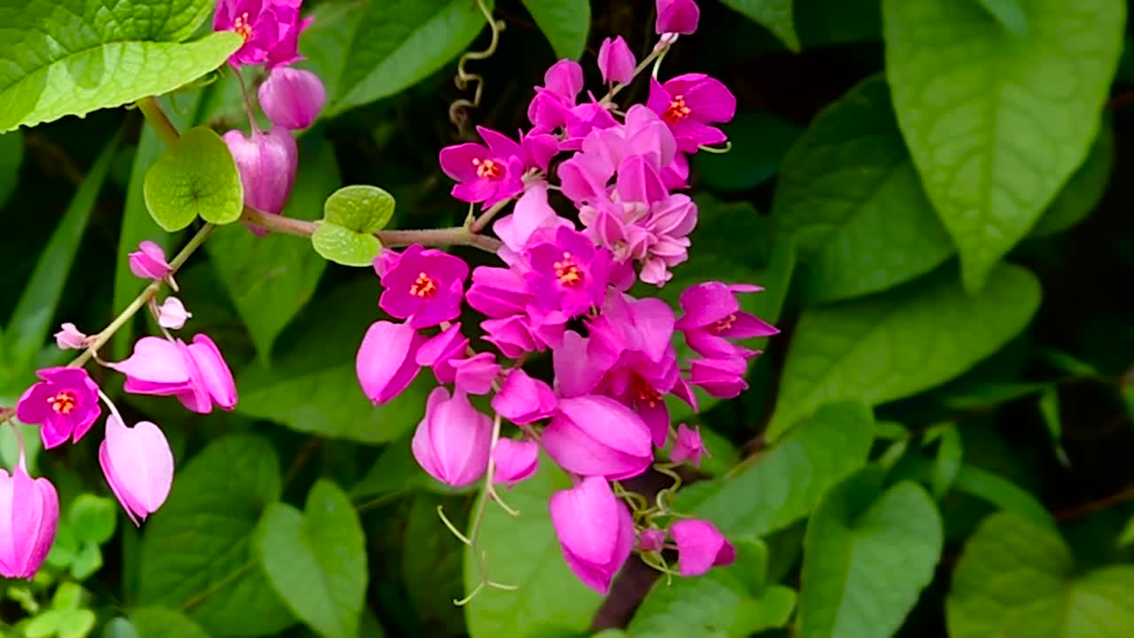 Vibrant pink blooms of Antigonon leptopus, Coral Vine or Queen's Wreath